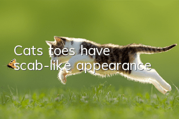 Cat’s toes have scab-like appearance