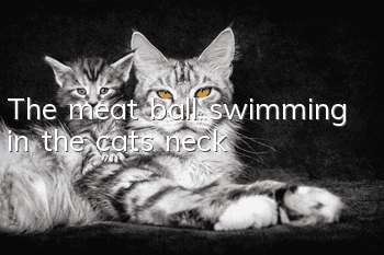 The meat ball swimming in the cat’s neck