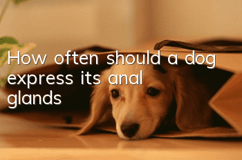 How often should a dog express its anal glands?