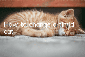 How to change a timid cat?