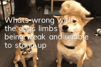 What's wrong with the dog's limbs being weak and unable to stand up?