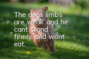 The dog's limbs are weak and he can't stand firmly and won't eat.