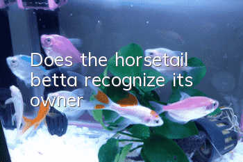 Does the horsetail betta recognize its owner?