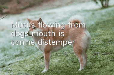 Mucus flowing from dog's mouth is canine distemper