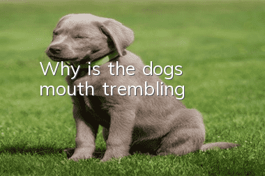 Why is the dog's mouth trembling?