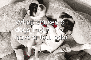 What causes a dog's mouth to have a foul odor?