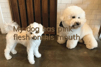 My dog has pink flesh on his mouth