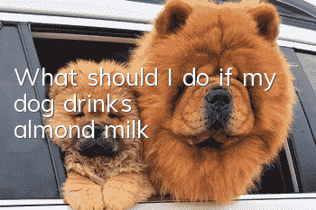 What should I do if my dog drinks almond milk?