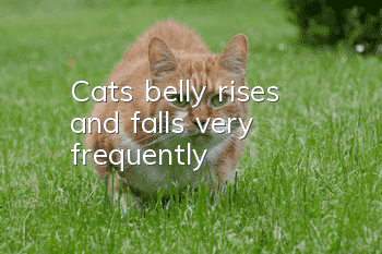 Cat’s belly rises and falls very frequently