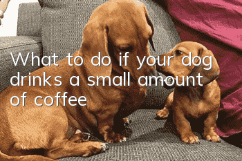 What to do if your dog drinks a small amount of coffee