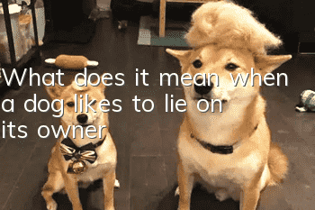 What does it mean when a dog likes to lie on its owner?