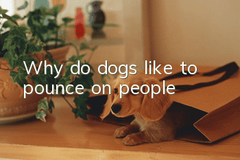 Why do dogs like to pounce on people?