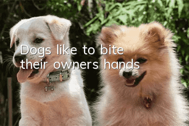Dogs like to bite their owners’ hands