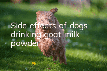 Side effects of dogs drinking goat milk powder