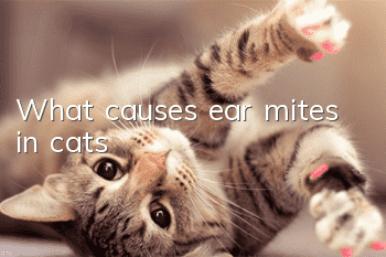 What causes ear mites in cats