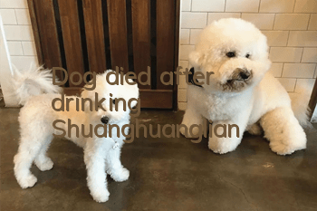 Dog died after drinking Shuanghuanglian