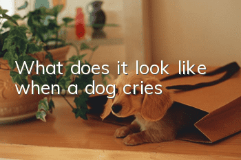 What does it look like when a dog cries?