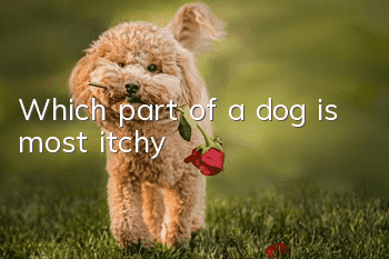 Which part of a dog is most itchy?