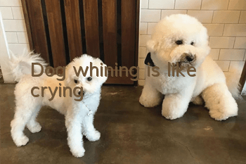 Dog whining is like crying