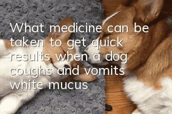 What medicine can be taken to get quick results when a dog coughs and vomits white mucus?