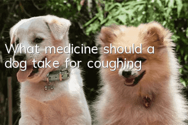 What medicine should a dog take for coughing?