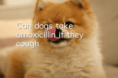Can dogs take amoxicillin if they cough?