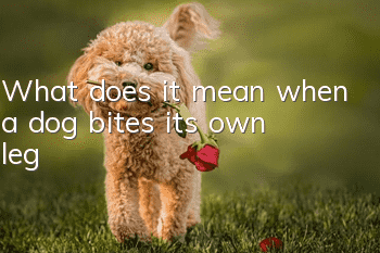 What does it mean when a dog bites its own leg?