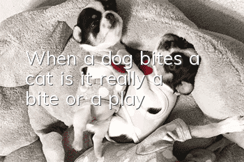 When a dog bites a cat, is it really a bite or a play?