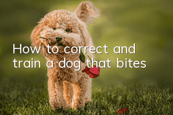 How to correct and train a dog that bites