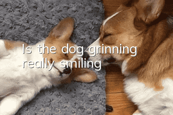 Is the dog grinning really smiling?