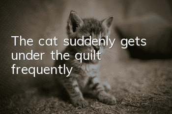 The cat suddenly gets under the quilt frequently