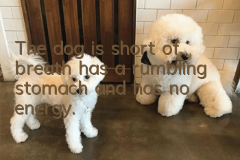 The dog is short of breath, has a rumbling stomach, and has no energy.
