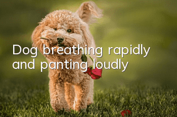 Dog breathing rapidly and panting loudly