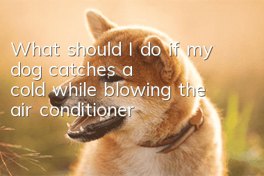 What should I do if my dog catches a cold while blowing the air conditioner?