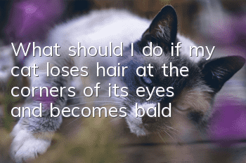 What should I do if my cat loses hair at the corners of its eyes and becomes bald?