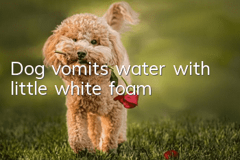 Dog vomits water with little white foam