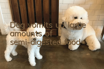 Dog vomits up large amounts of semi-digested food
