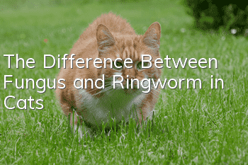 The Difference Between Fungus and Ringworm in Cats