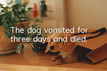The dog vomited for three days and died.