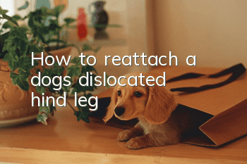 How to reattach a dog’s dislocated hind leg