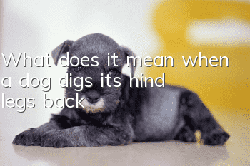 What does it mean when a dog digs its hind legs back?
