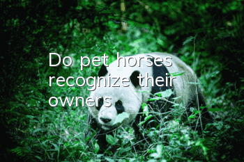 Do pet horses recognize their owners?