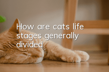 How are cats’ life stages generally divided?