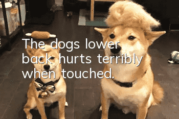 The dog's lower back hurts terribly when touched.