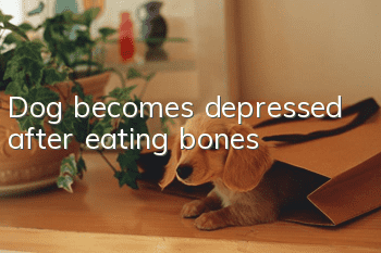 Dog becomes depressed after eating bones