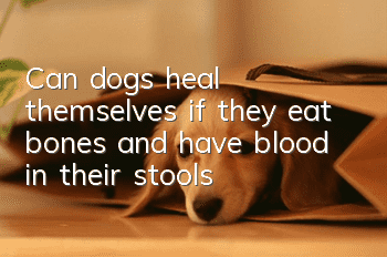 Can dogs heal themselves if they eat bones and have blood in their stools?