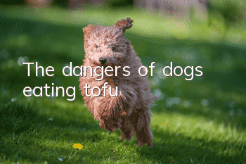 The dangers of dogs eating tofu