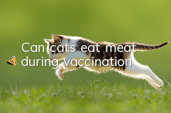 Can cats eat meat during vaccination?