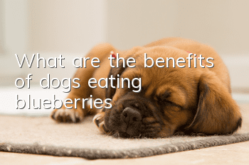 What are the benefits of dogs eating blueberries?