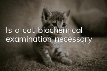 Is a cat biochemical examination necessary?